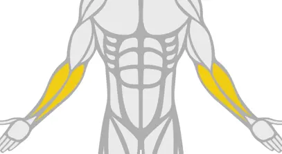 Exercise Library Forearms