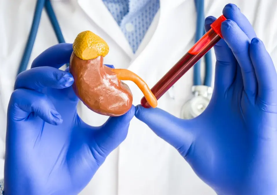 ارتفاع الكرياتين